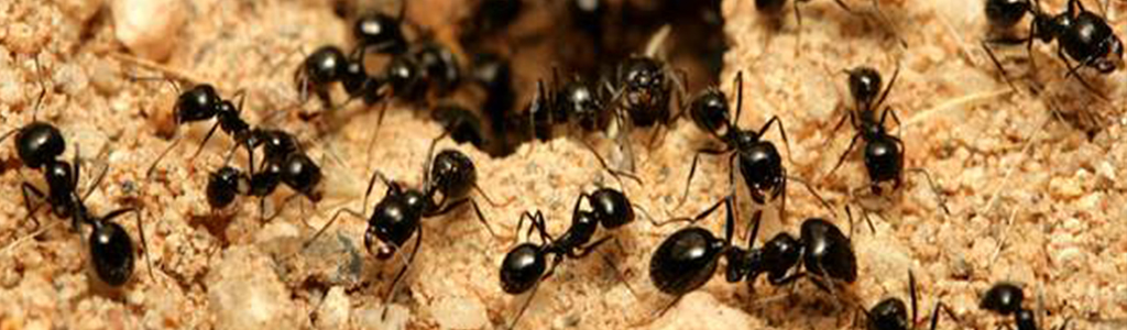 Hubenie mravcov